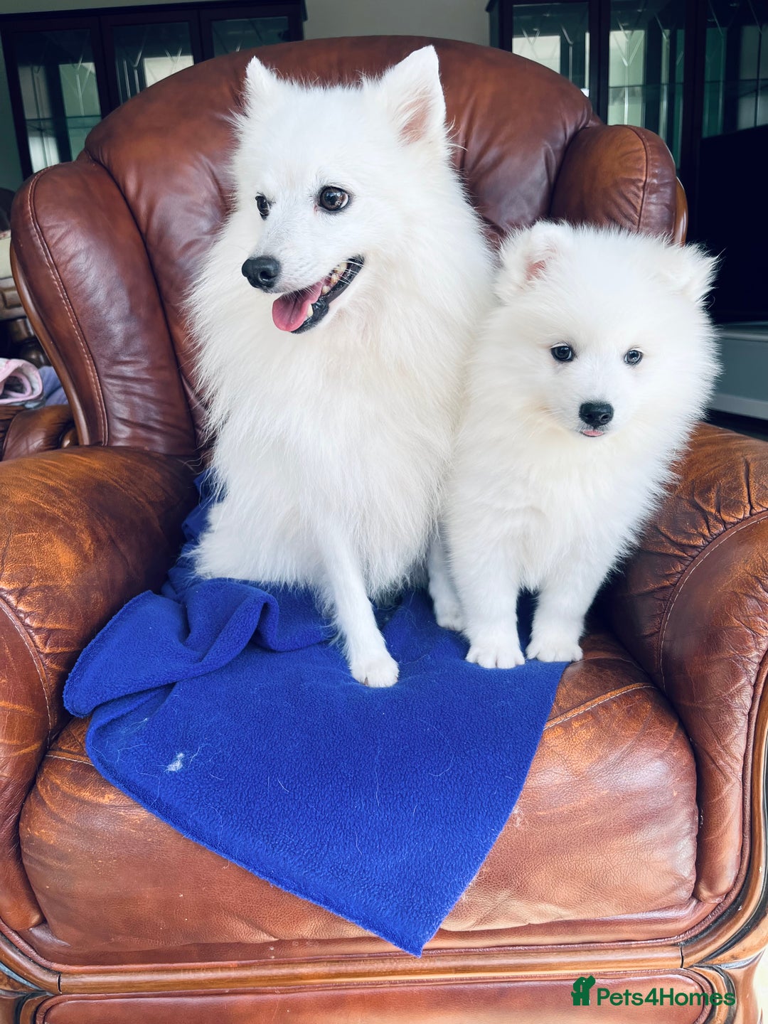 Japanese Spitz dogs for sale: Lovely Male Japanese spitz puppy - Image 17