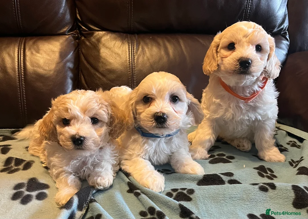 Cavachon dogs for sale: Cute Cavachon x bichon Frise puppies  - Advert 21