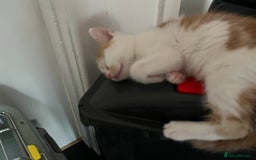 Domestic Shorthair cats for sale: Litter of 9 Beautiful Kittens - Image 25