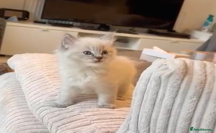 Ragdoll cats - Advert 14