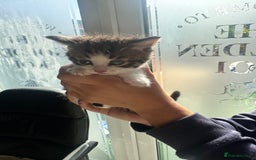 Mixed Breed cats for sale: *******1 adorable kitten left***** - Advert 4