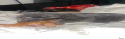 Mixed Breed cats for sale: 4 half Maine Coon kittens  - Advert 15