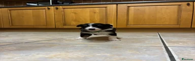 Border Collie Puppy 6