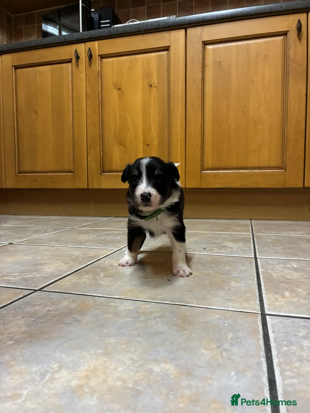 Border Collie dogs for sale: Border collie pups from Tyngraig Jock.  - Advert 10