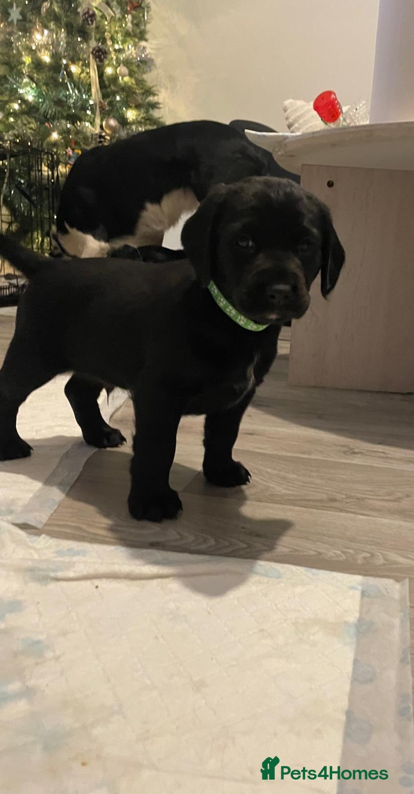 Mixed Breed dogs Chunky staff x lab pups 5 left - Advert 17