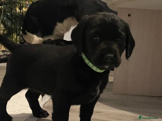 Mixed Breed dogs Chunky staff x lab pups 5 left - Advert 1