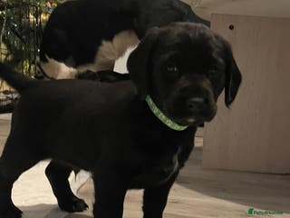 Mixed Breed dogs Chunky staff x lab pups 3 left - Advert 7