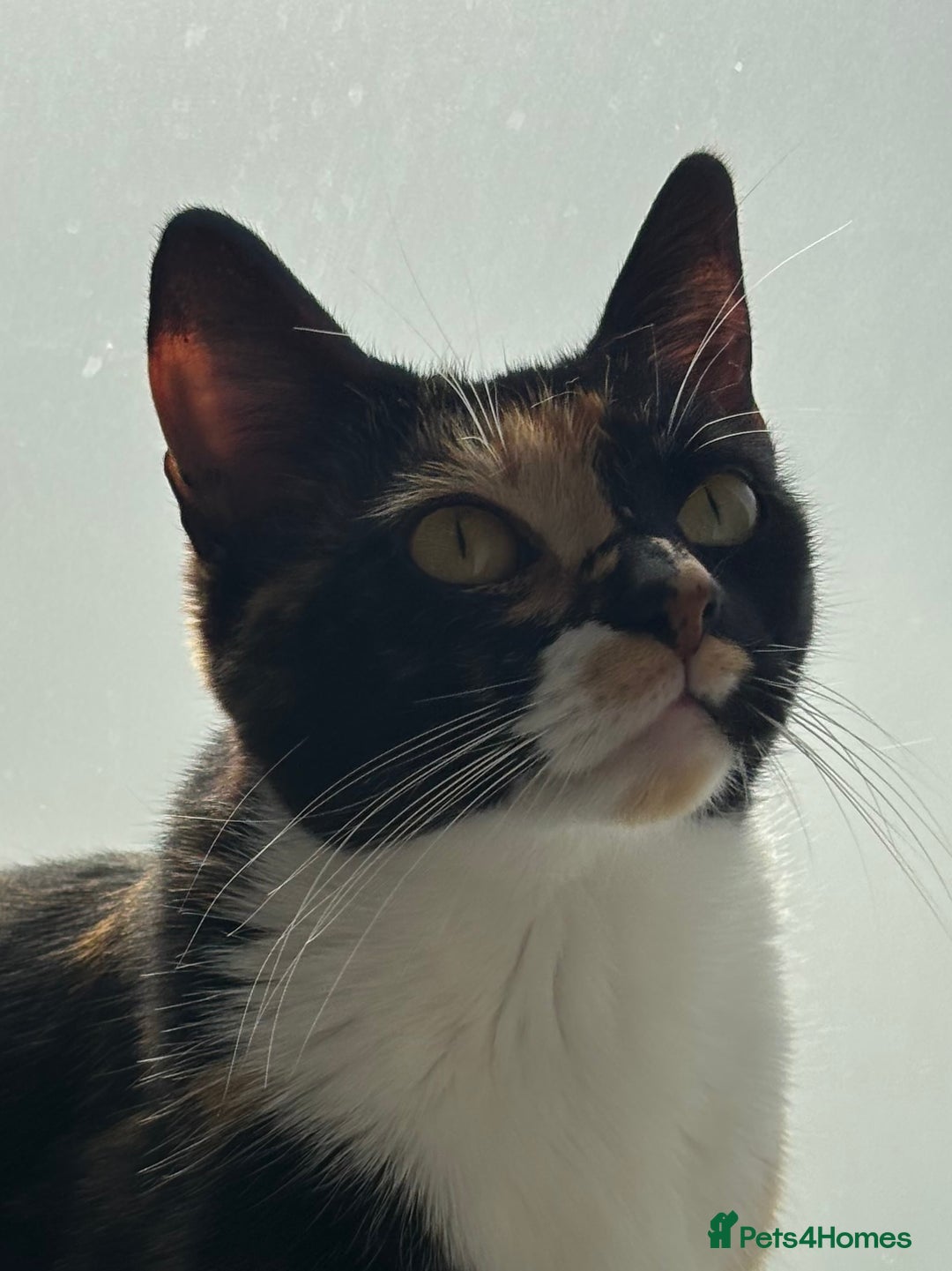 Domestic Shorthair cats for sale: Candy - Advert 3