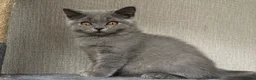 British Shorthair cats for sale: GCCF registered British shorthair- 1 BOY AVAILABLE - Advert 6