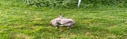 American Bully dogs for sale: Stunning Blue Pocket Bully ABKC - Advert 6