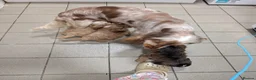 Cockapoo dogs for sale: Adorable Cockapoos  in Macclesfield - Advert 1