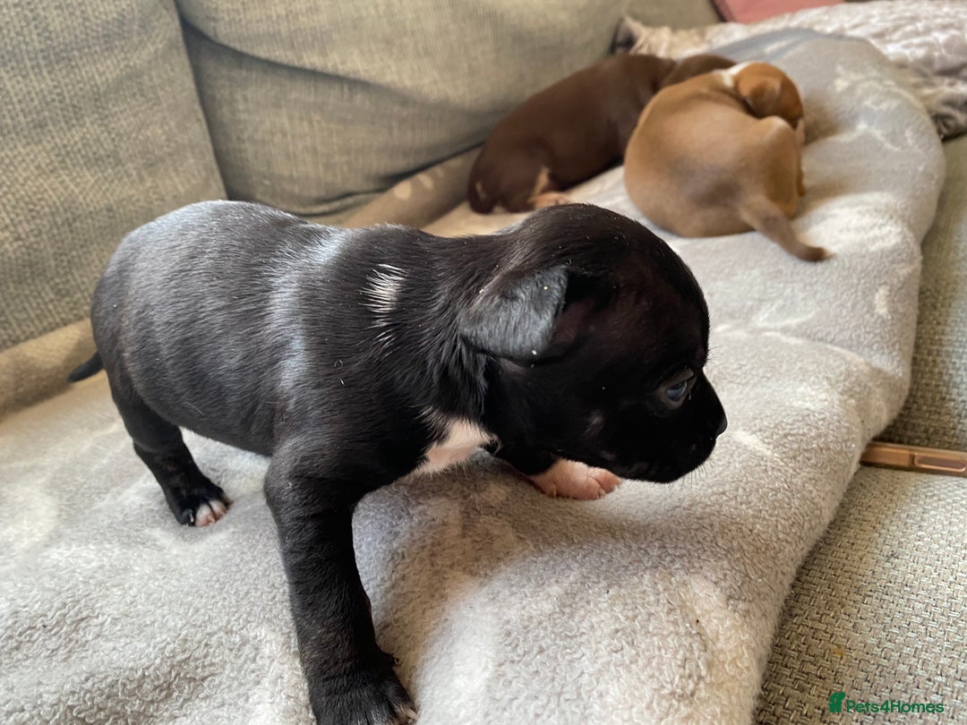 Mixed Breed dogs for sale: French bulldog x Staffordshire bull terrier - Image 26