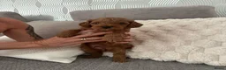 Cockapoo dogs for sale: Stunning Cockapoo puppies for sale  - Advert 5