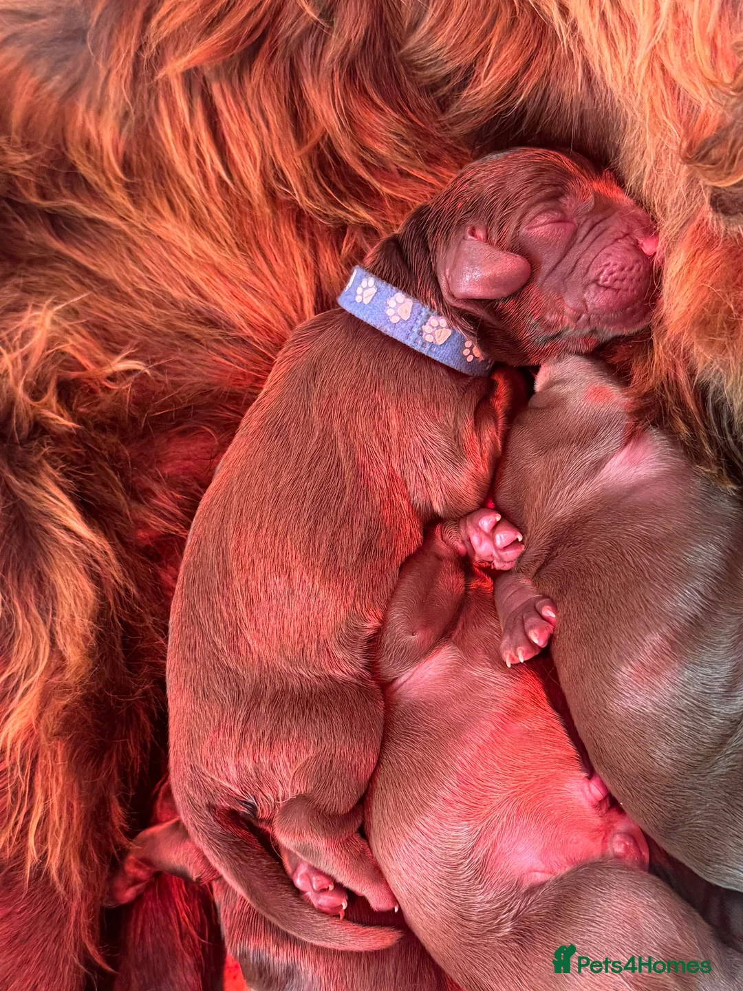 Cocker Spaniel dogs for sale: Kennel club working cocker spaniels  - Advert 29