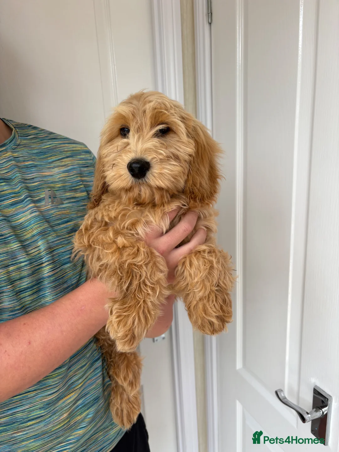 Cockapoo dogs for sale: 1 Boy left red F1b cockapoo puppy’s  - Advert 2