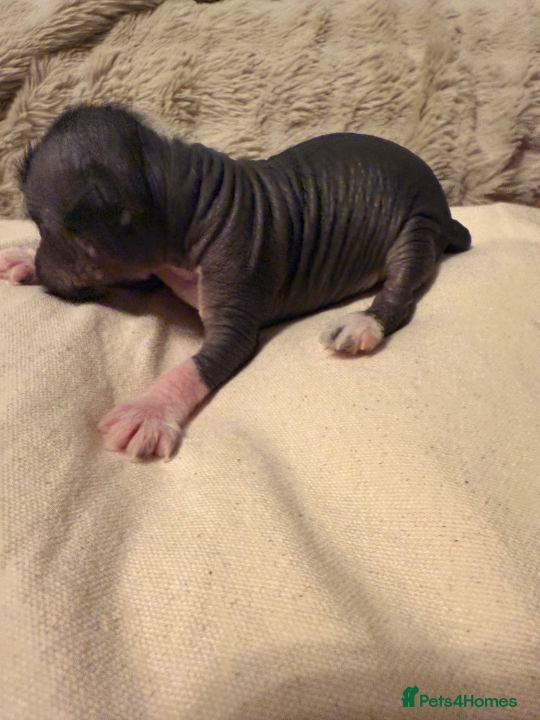 Mixed Breed dogs for sale: Beautiful hairless little boy chihuahua  - Advert 2