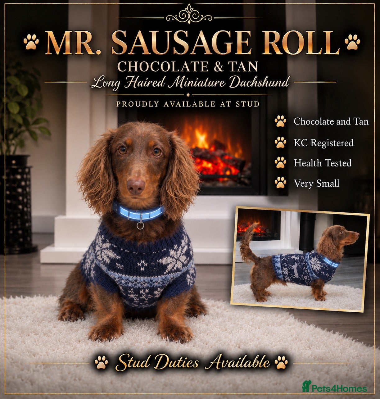 Miniature Dachshund dogs Mr sausage roll Miniture dachshund stud  - Advert 16