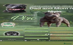 Staffordshire Bull Terrier dogs for stud: KC REGISTERED BLUE STAFFORDSHIRE TERRIER  in Burton-on-Trent - Image 3