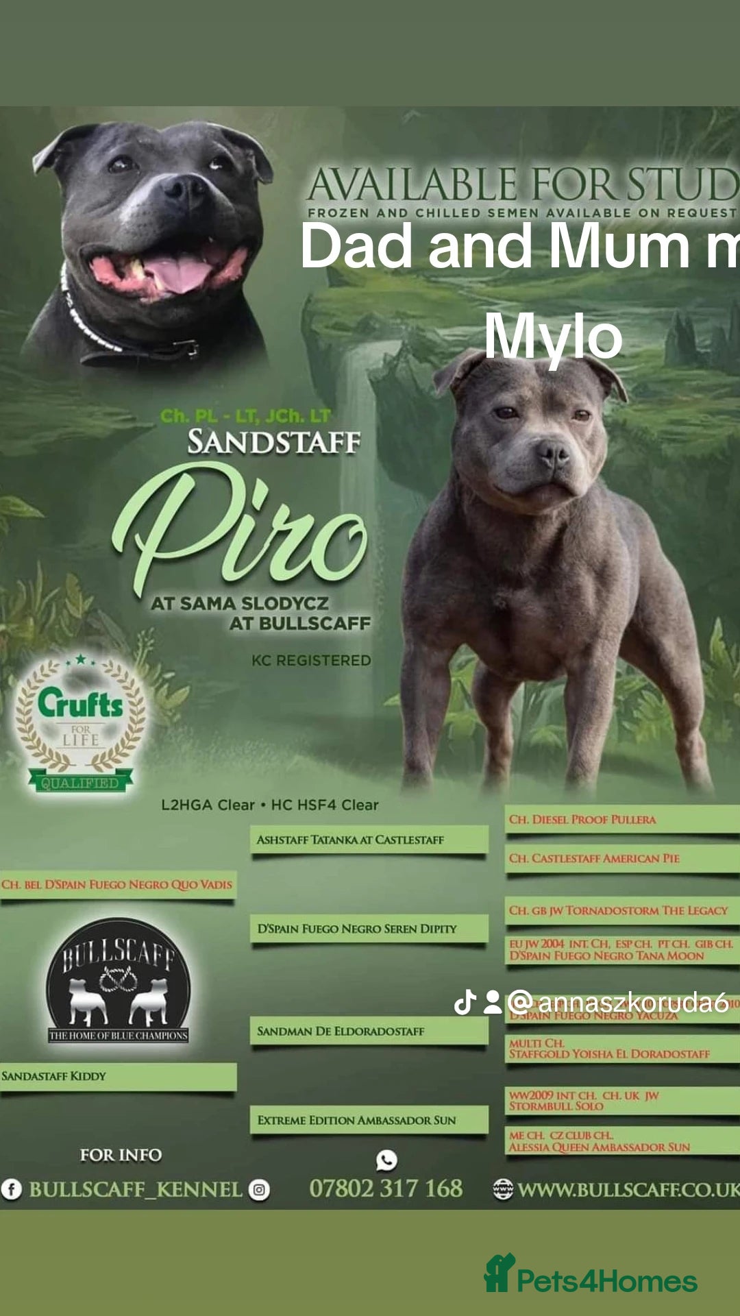 Staffordshire Bull Terrier dogs for stud: KC REGISTERED BLUE STAFFORDSHIRE TERRIER  in Burton-on-Trent - Image 3