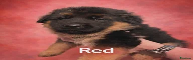 German Shepherd Puppy red