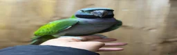 Parakeets birds for sale: Lord darbyan - Advert 4