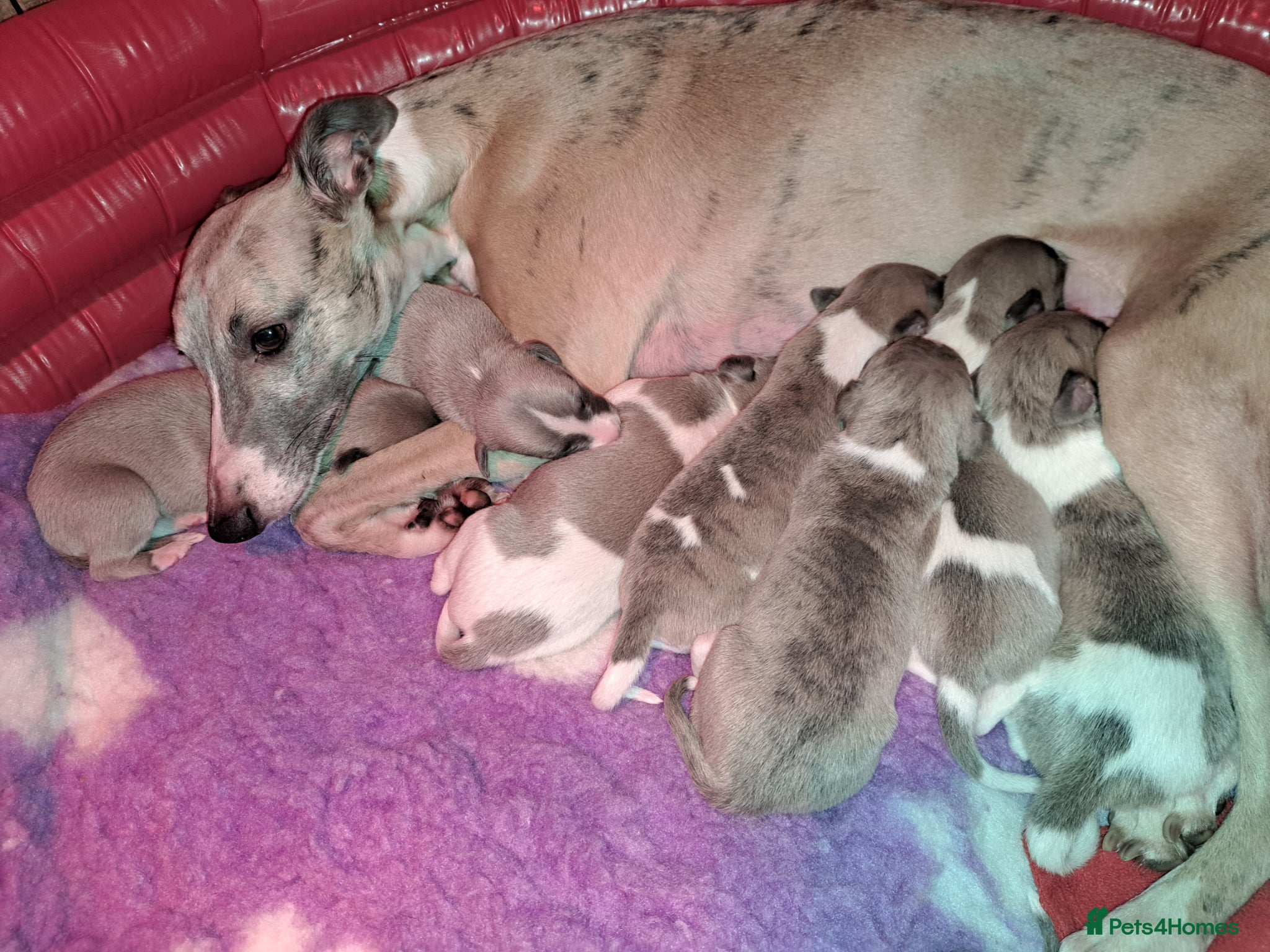 Whippet dogs 1 Beautiful male KC Reg Whippet Puppy - Advert 2