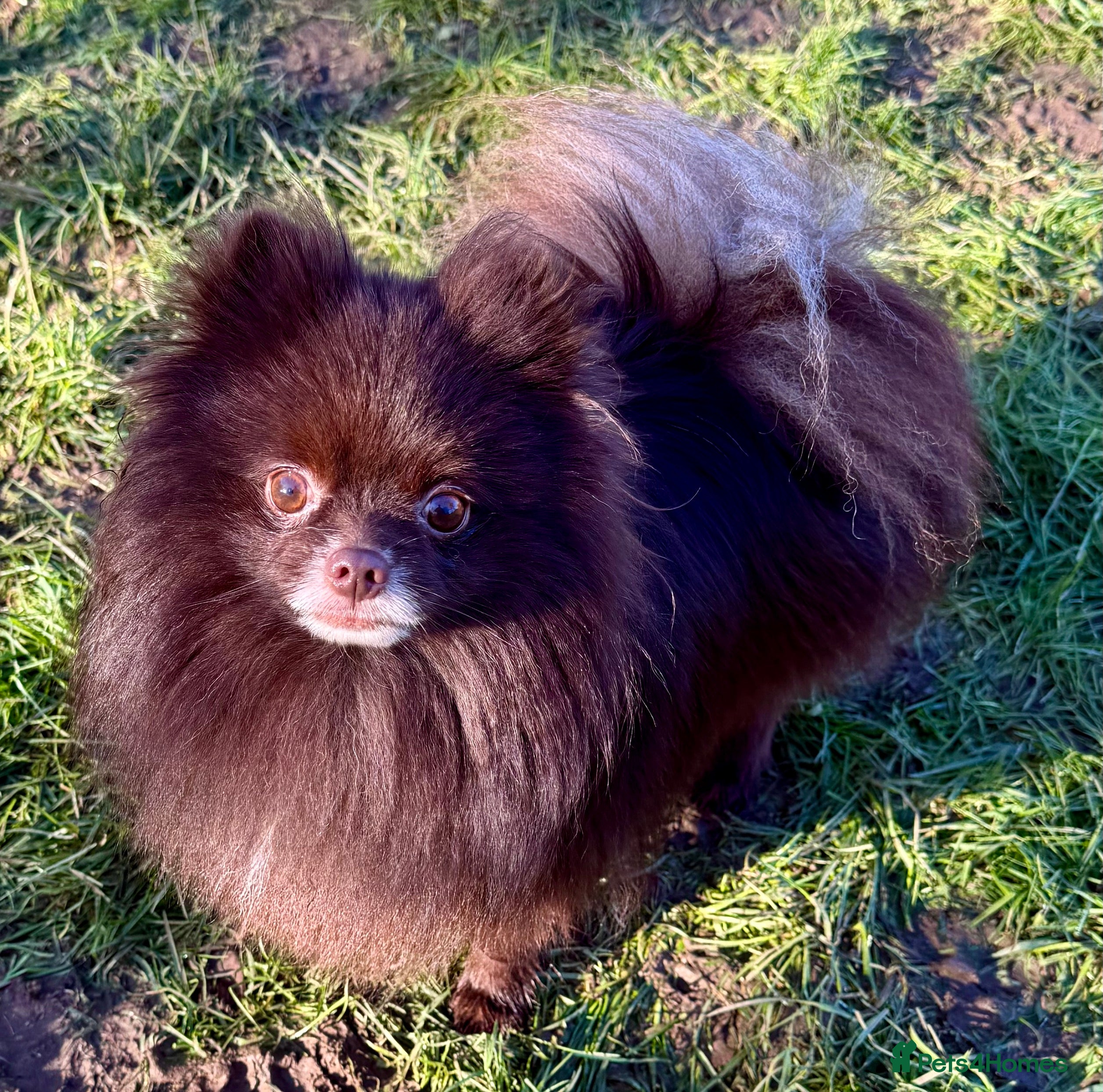 Pomeranian dogs 🐾 COFFEE – Male Pomeranian - Advert 2