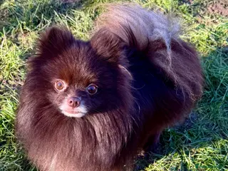 Pomeranian dogs 🐾 COFFEE – Male Pomeranian - Advert 2