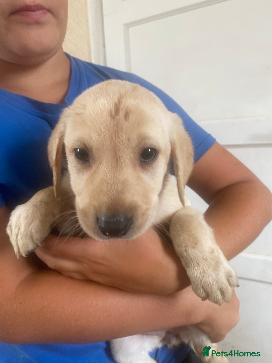 Labrador Retriever dogs for sale: Lovely Labrador puppies  - Image 34