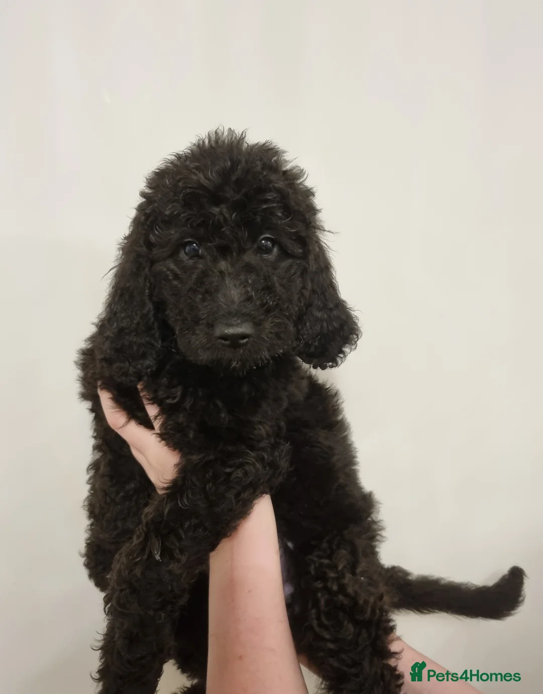 Mixed Breed dogs for sale: Goldendoodle x Irishdoodle puppies - Advert 6