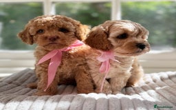 Cavapoo dogs for sale: F1b health tested cavapoo - Image 15