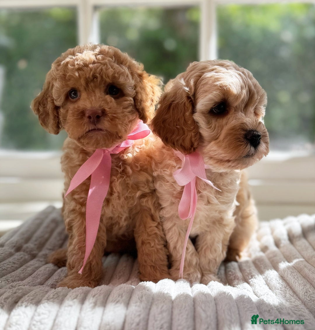 Cavapoo dogs for sale: F1b health tested cavapoo - Image 15