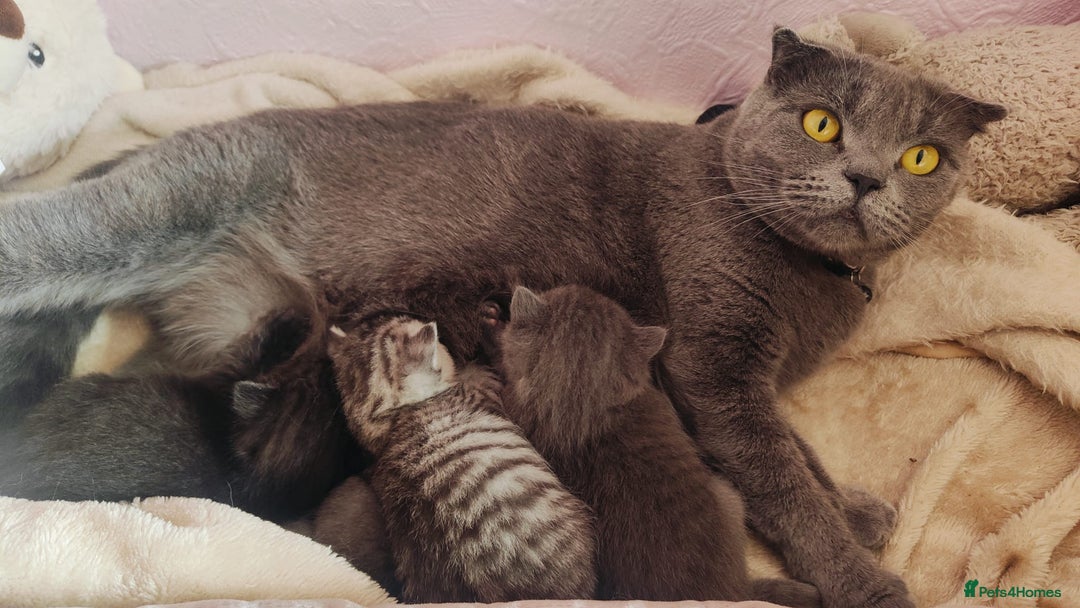 British Shorthair cats for sale: ❤️Gorgeous Scottish Fold/Straight kittens❤️ - Image 17