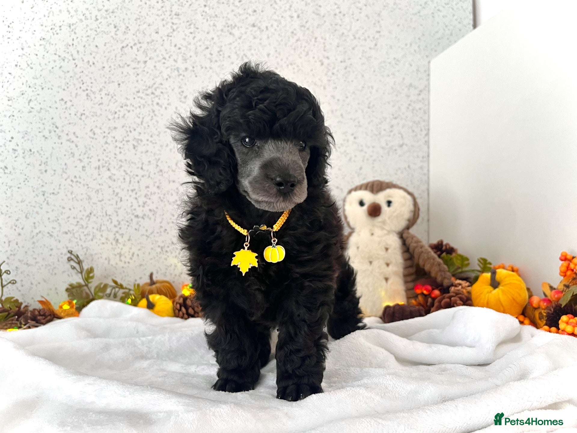 Poodle dogs 🌟RARE Silver Miniature Poodle Puppies DNA CLEAR🌟 - Advert 2