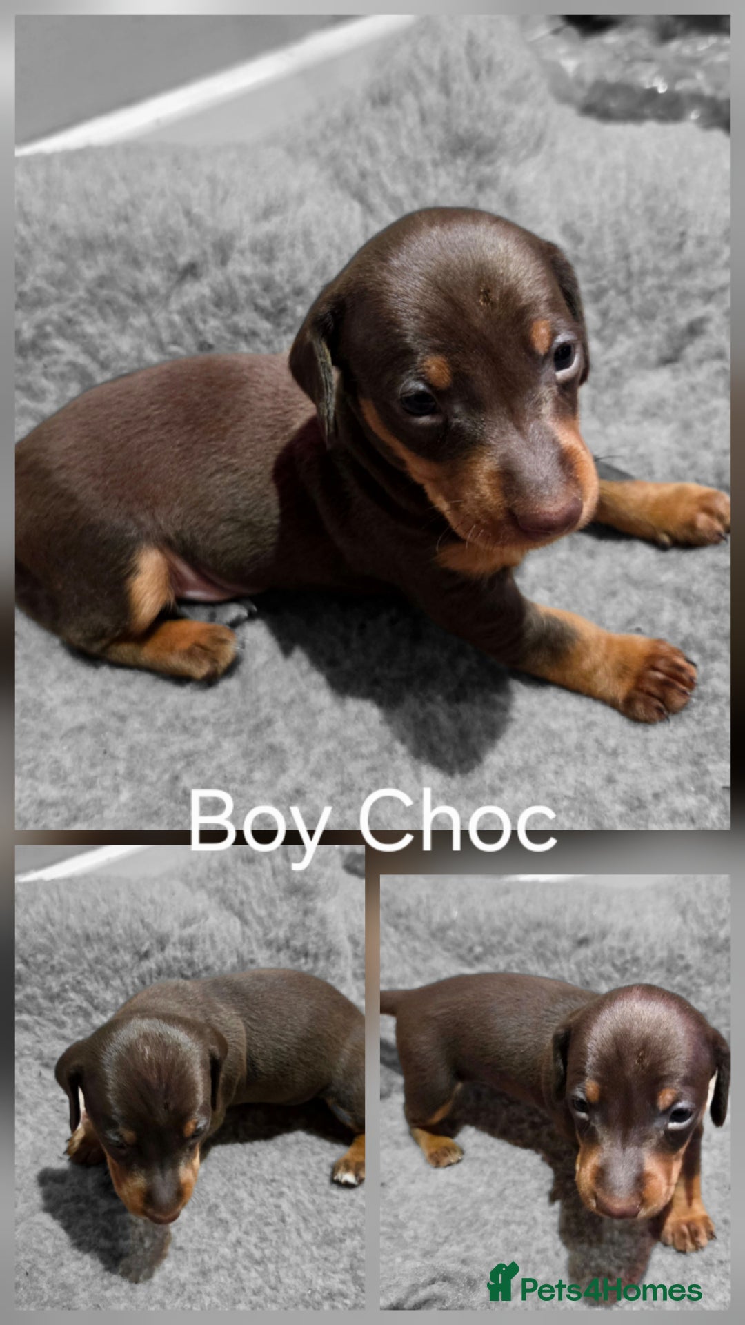 Dachshund dogs for sale: Beautiful Family Raised Daushound Puppies - Advert 9