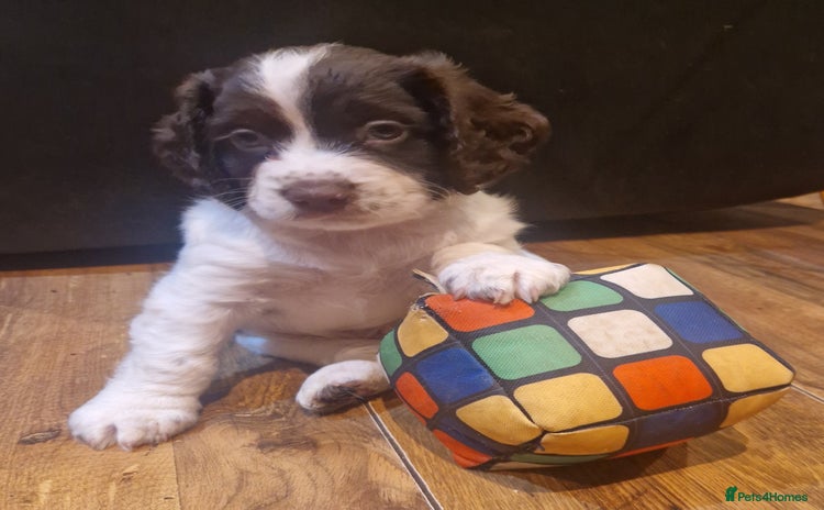 Cocker Spaniel dogs - Advert 1