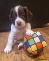 Cocker Spaniel dogs - Advert 3