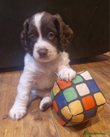 Cocker Spaniel dogs - Advert 2