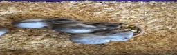 Hamster rodents for sale: Baby Syrian hamsters  - Advert 1