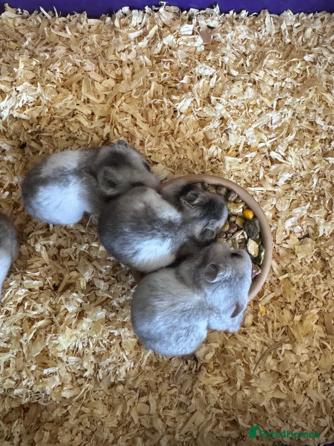 Hamster rodents for sale: Baby Syrian hamsters  - Advert 1