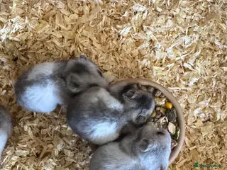 Hamster rodents Baby Syrian hamsters - Advert 14