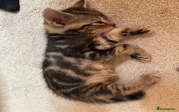 British Shorthair cats for sale: Boy and a girl kitten - Image 12