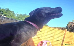 Mixed Breed dogs for sale: Nalah the staffweiler - Advert 5