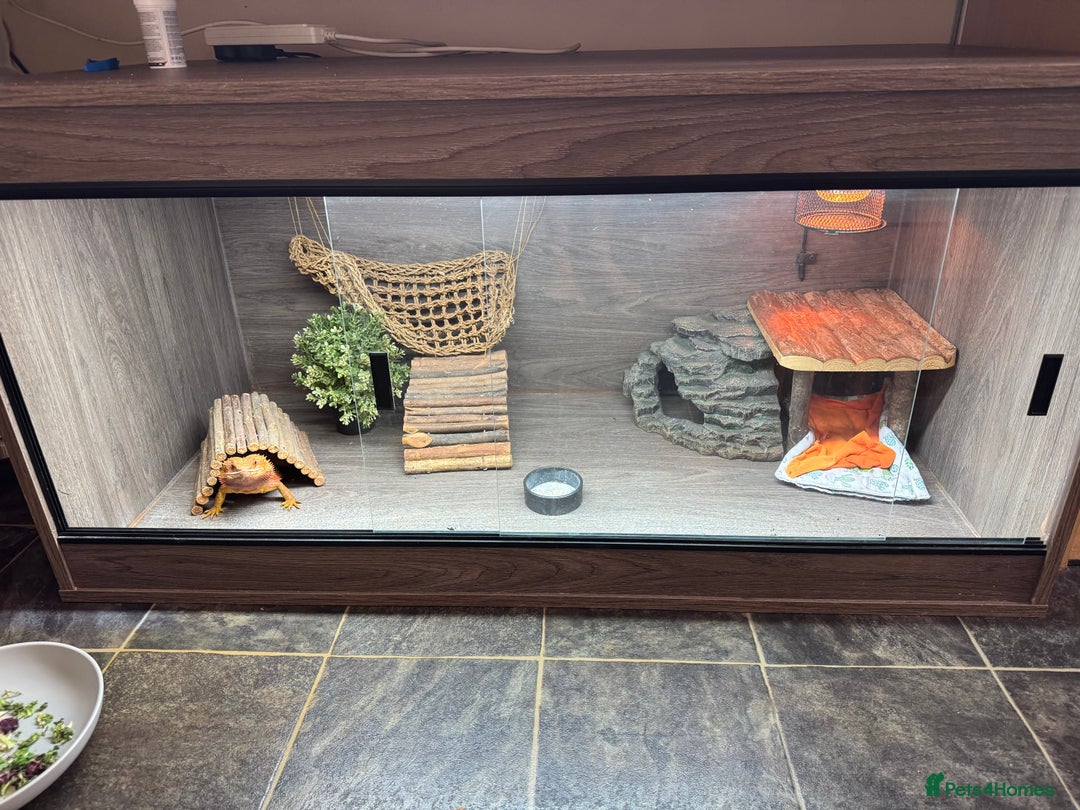 Bearded Dragon reptiles for sale: Cuddly red beardie for sale (male) with full viv  - Image 7