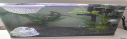 Bettas fish for sale: Betta fish bubbles in London - Advert 3