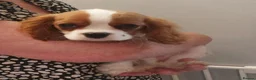 Cavalier King Charles Spaniel dogs for sale: Kc Reg Cavalier King Charles Spaniel puppy - Advert 6