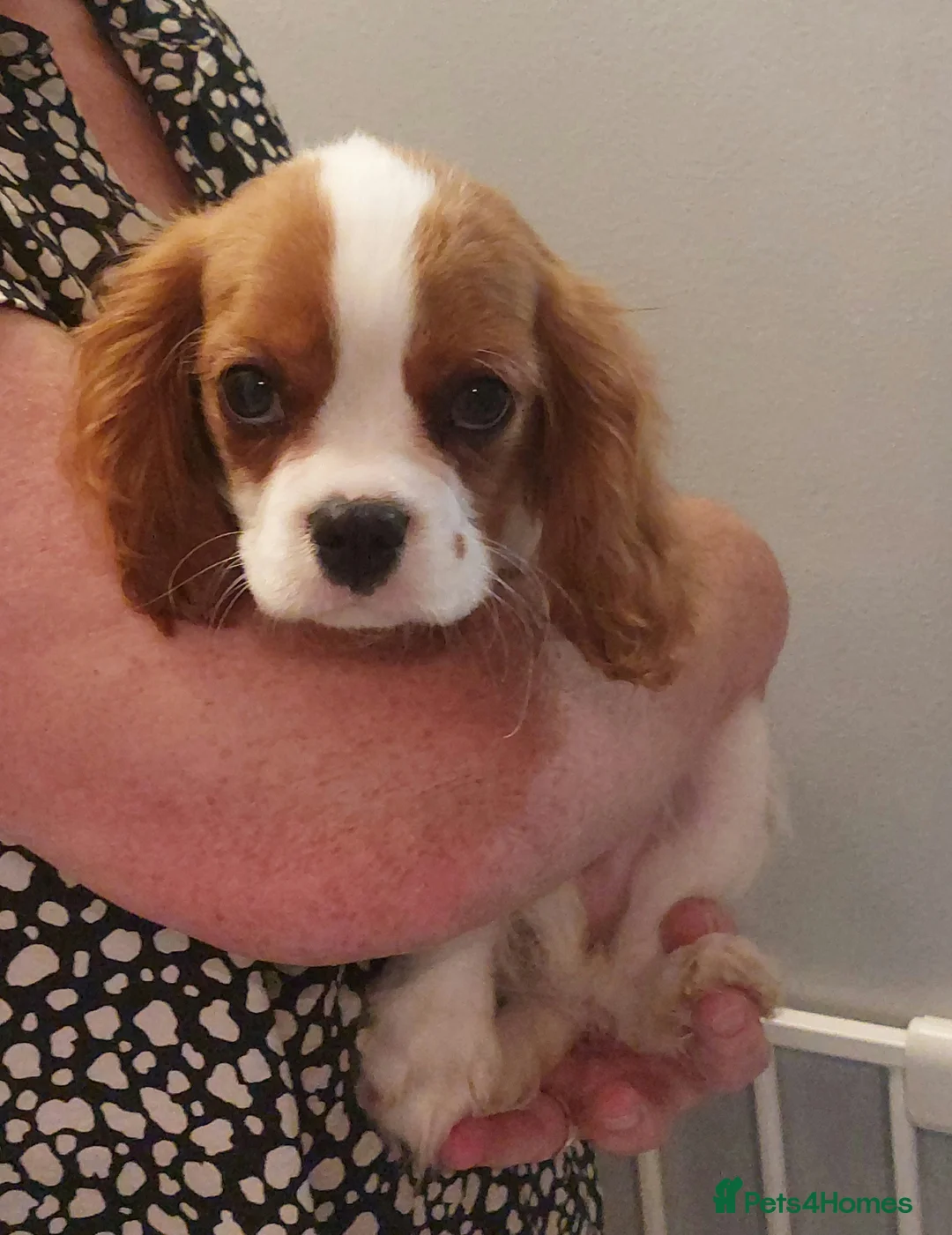 Cavalier King Charles Spaniel dogs for sale: Kc Reg Cavalier King Charles Spaniel puppy - Advert 6