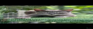 Indi 