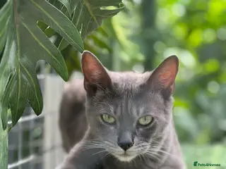 Bengal cats Blue Bengal - Advert 2