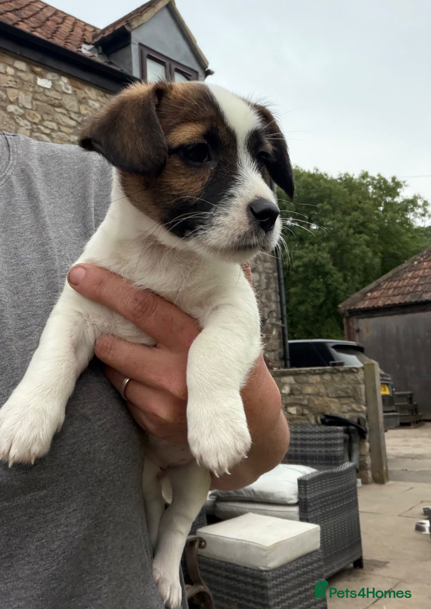 Jack Russell dogs Terrier Puppies - Advert 4